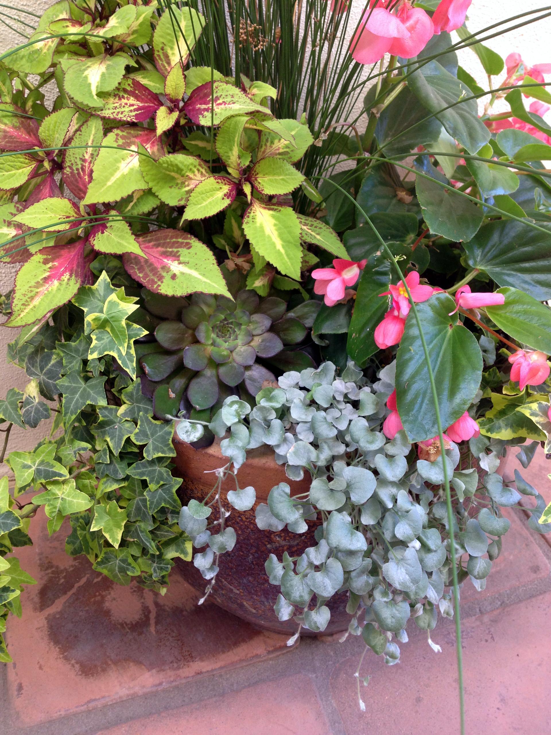 14 Beautiful Container Gardens for Shady Spots