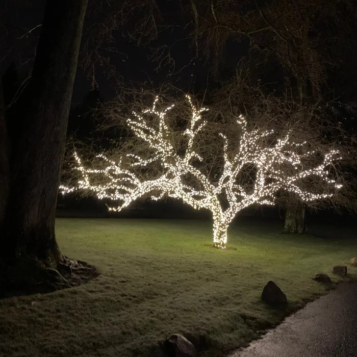 Crabapple Illuminated for Holiday Lights by Peter Atkins and Associates
