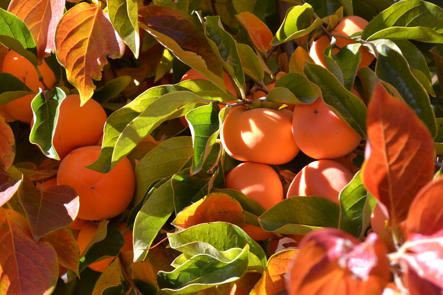 How to Grow Your Own Persimmons