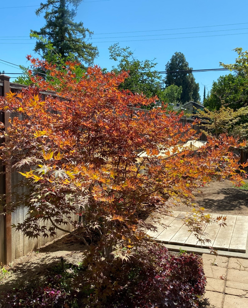 Advice on sun scorched Japanese Maple (Zone 9b)
