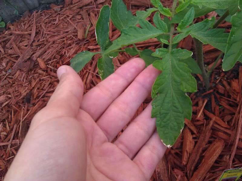 Brown edges on tomato leaves