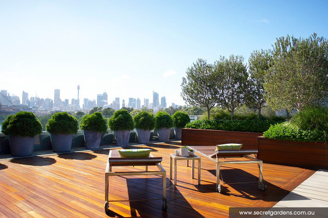 Glebe rooftop garden contemporary-courtyard