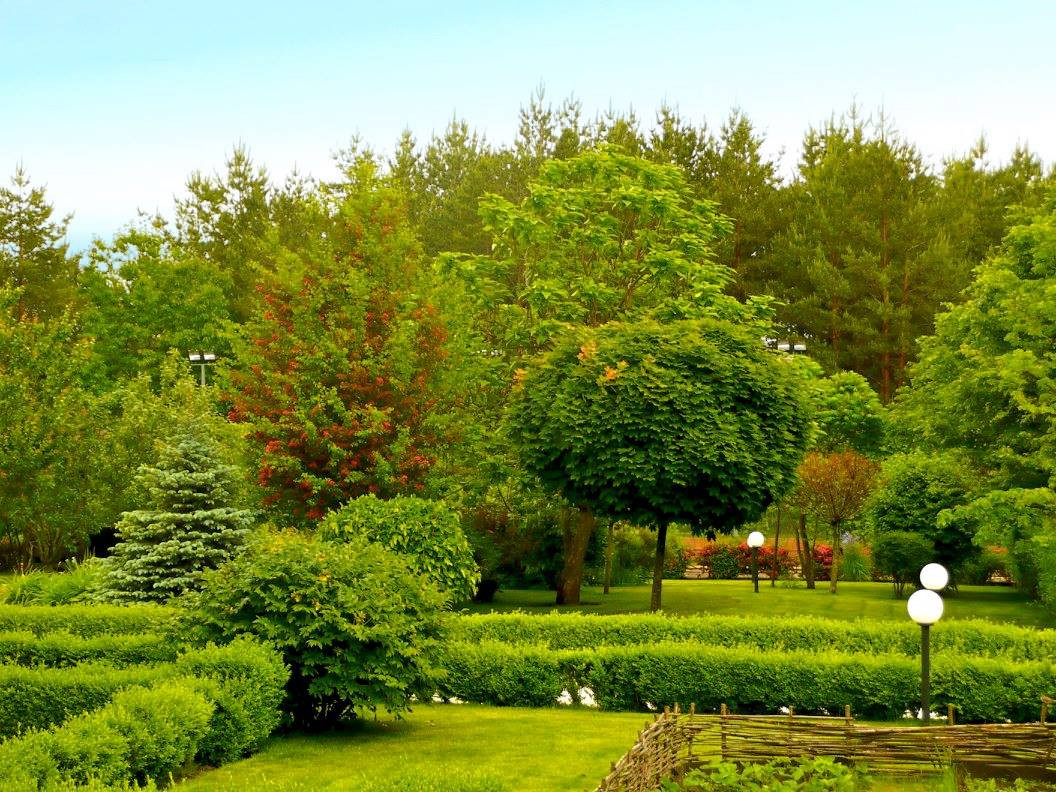 Игра на контрасте в ландшафтном проекте сада