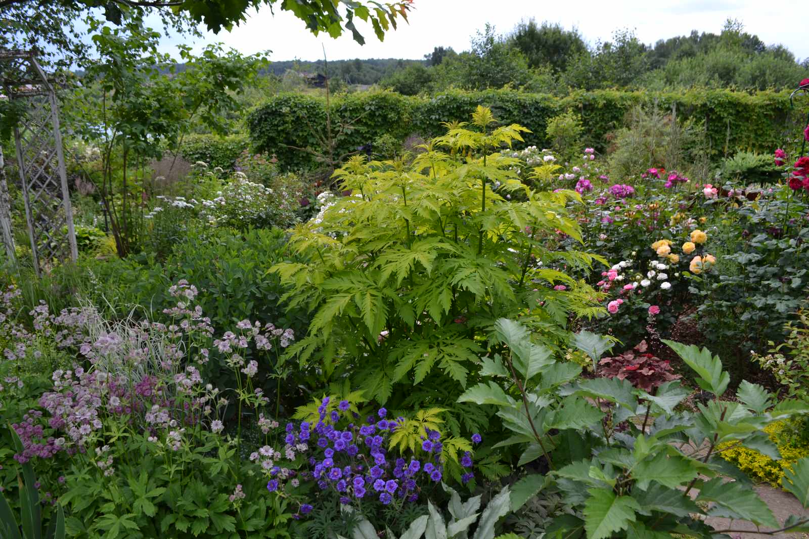 Сад  «Моя цветущая планета».