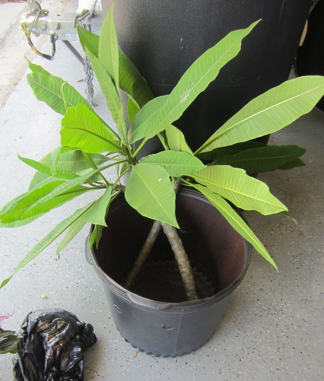 Help! Rooting Plumeria Cuttings