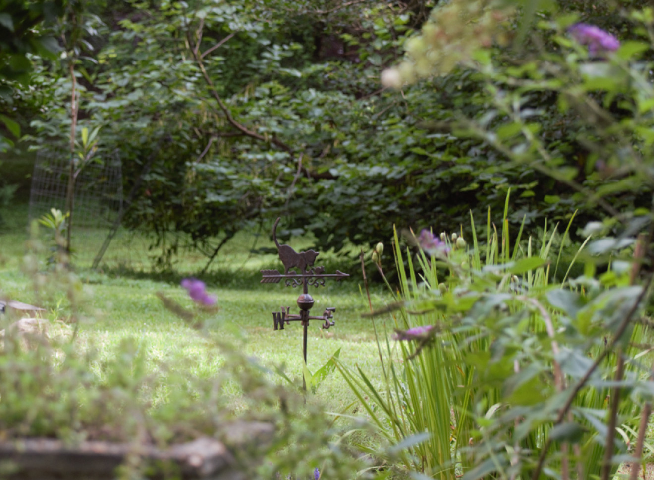 Foundation Plantings