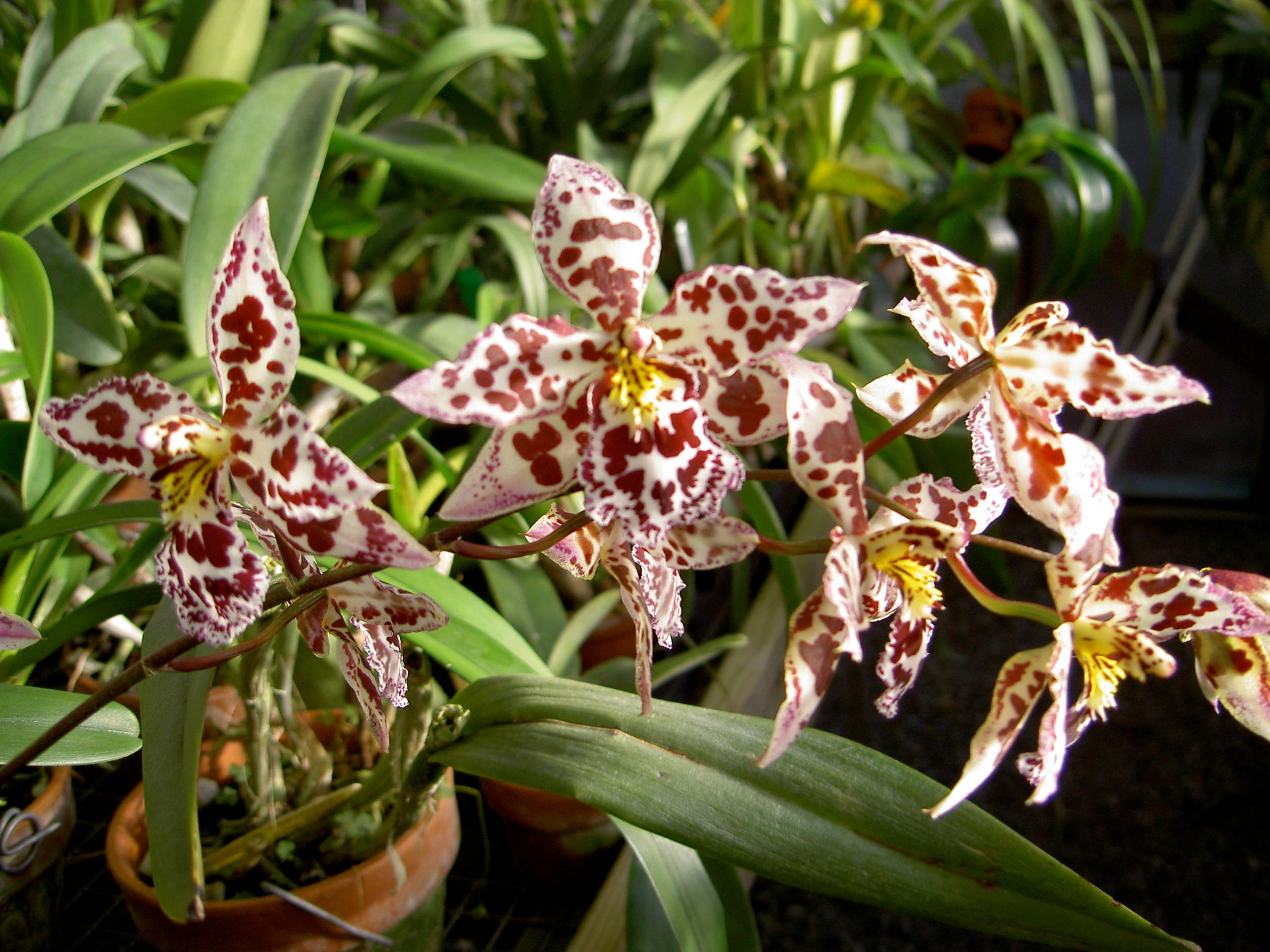 Odontocidium  Margaret. Holm 'Alpine' (Oncidium intergeneric)