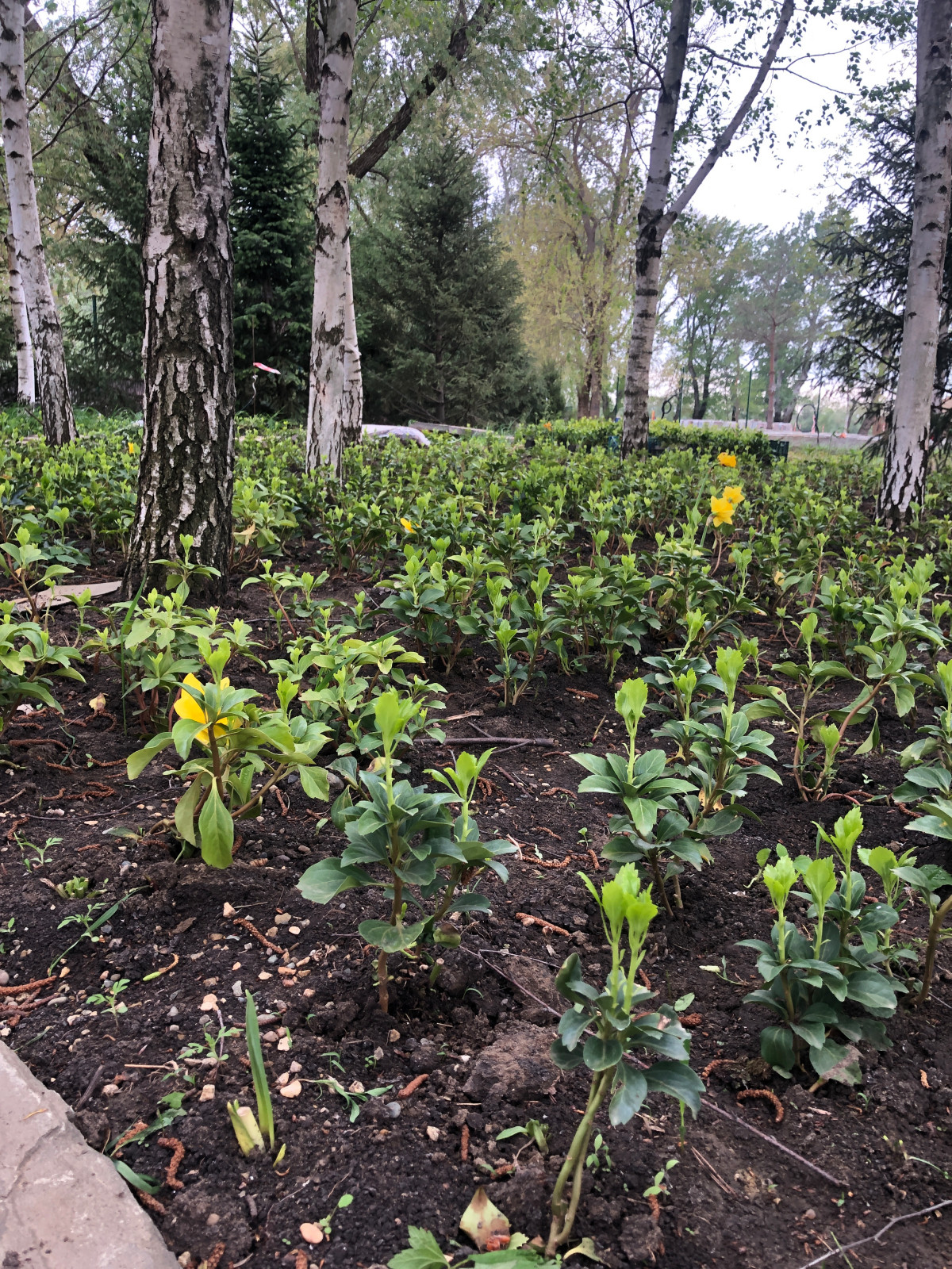 Ковер их Пахисандры верхушечной в зоне березовой рощи