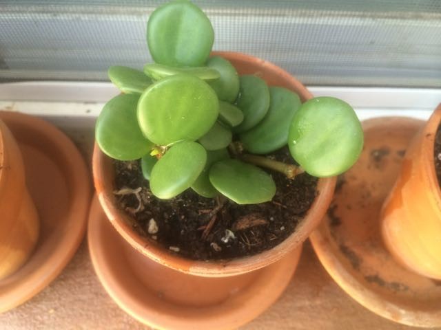 agave plant with snake like growths at top Agave Desmettiana Variegata Dwarf Century Plant main image 0