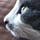 webuser_243266