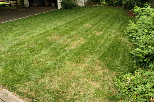 yellow patches on lawn