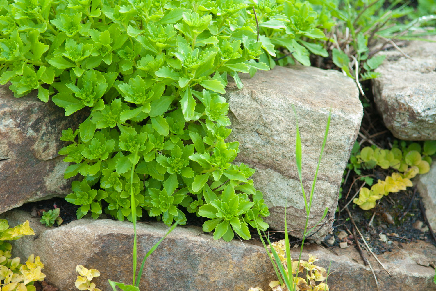 Новый свет, 18 соток