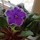 diane_wallace13