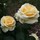 Last commented by BloomCin Zone 6b North Jersey