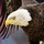 Bald Eagle Professional Assembly And Mounting Serv