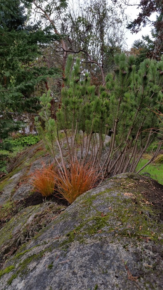 Inspiration for a mid-sized rustic drought-tolerant and full sun backyard landscaping.