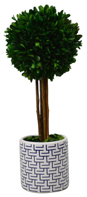 Preserved Desktop Boxwood Topiary Planter, 14" Ball Tree