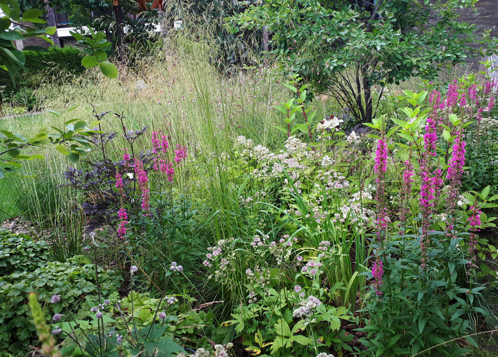 Злаковые цветники