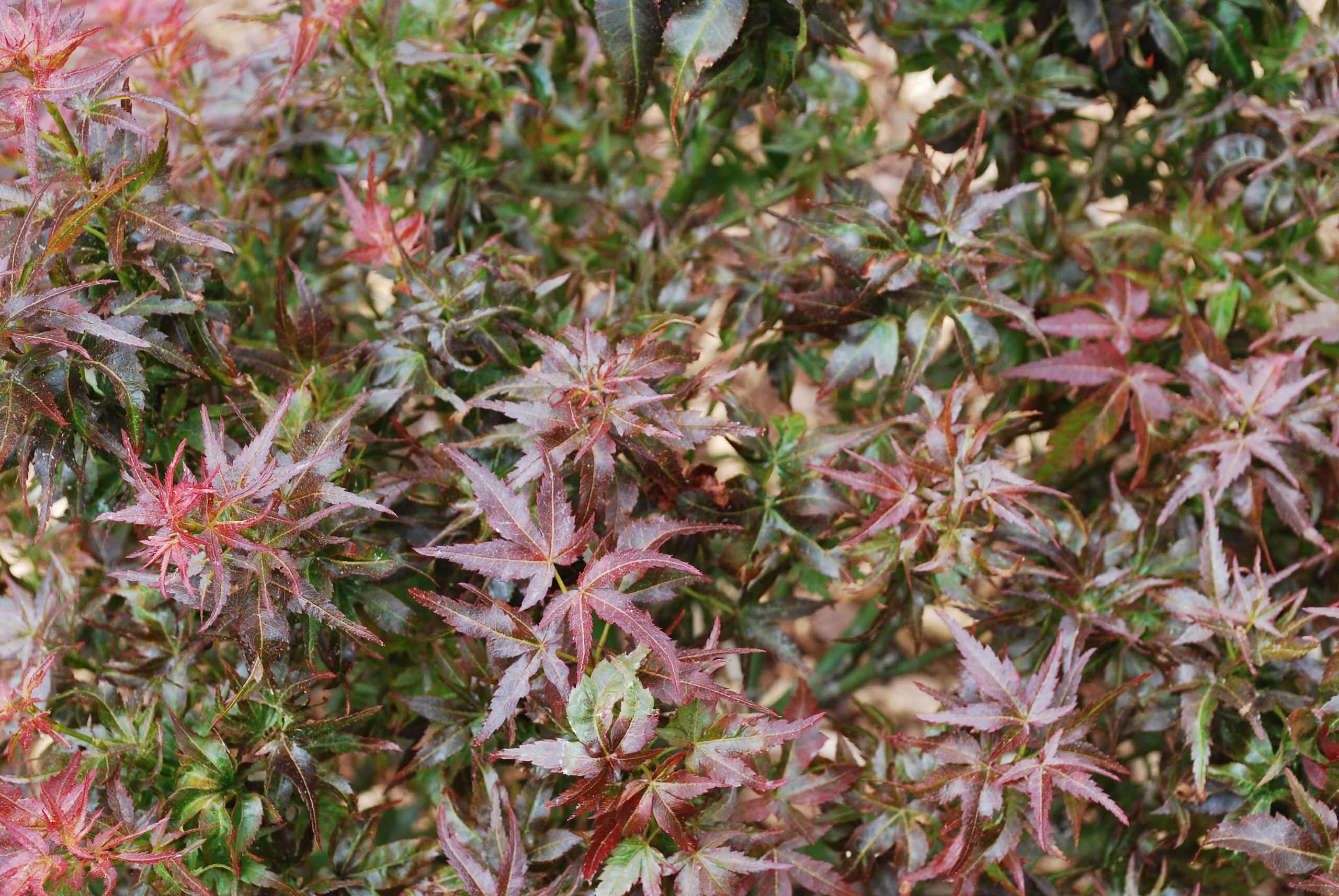 Acer palmatum 'Kurenai Jishi' (Black Lion)