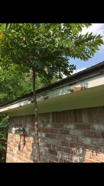 Fascia & Soffit Repairs