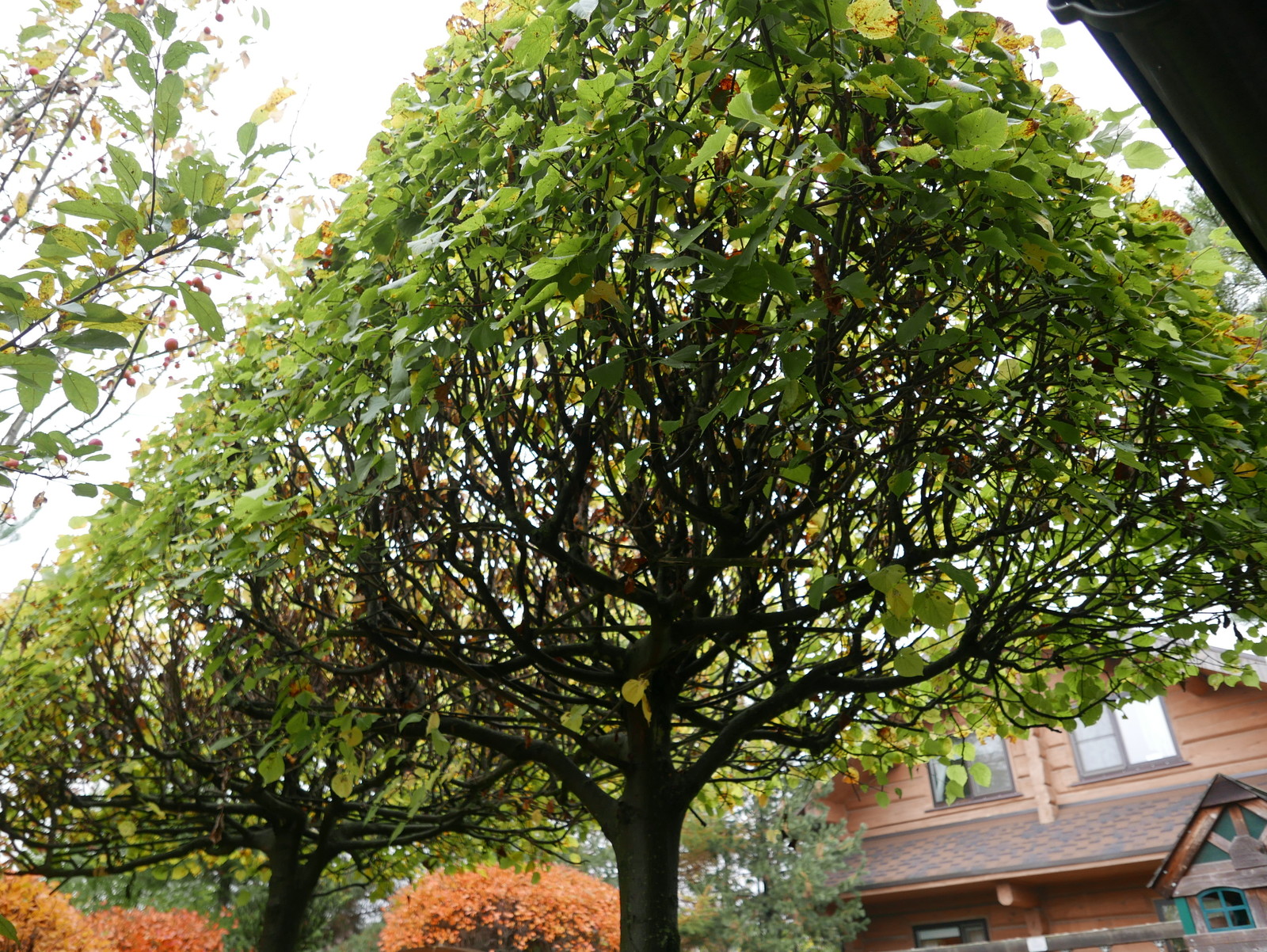 Буйство красочных форм в осеннем саду