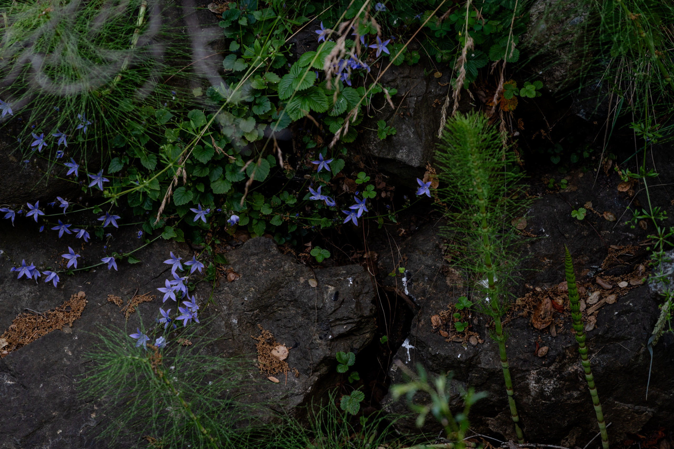 Creekside Restoration Featuring Colorful Native and Cultural Plantings