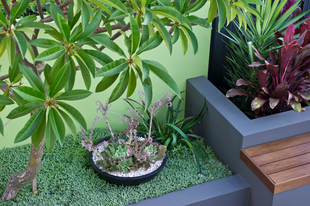 Design ideas for a small contemporary backyard full sun garden in Perth with a container garden and decking.