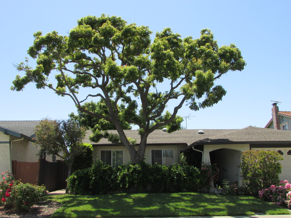 How to prune a Camphor tree. Maybe.