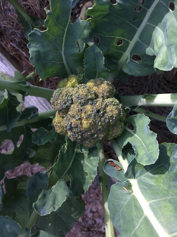 Is my broccoli bolting?