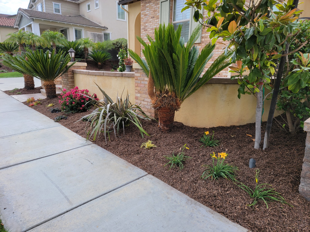 Medium sized traditional front xeriscape full sun garden for spring in San Diego with a flowerbed and mulch.