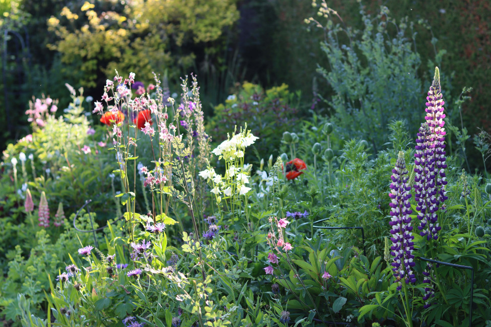 Woodland Edge Border, Surrey