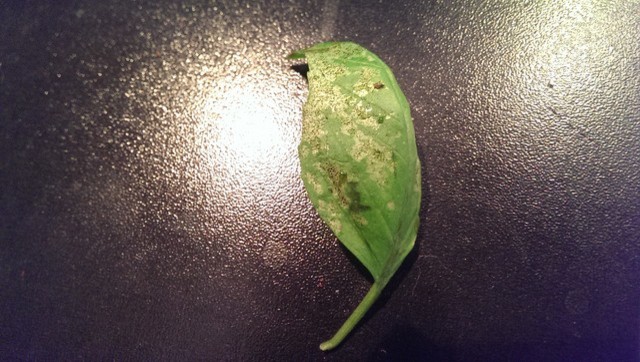 Basil leaves have black tiny spots that look like insect feces