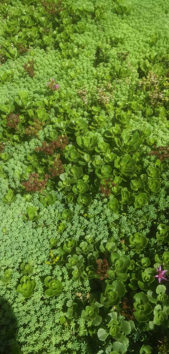 Зелёная кровля на Валдае