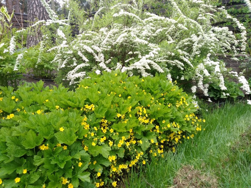 В духе Шале