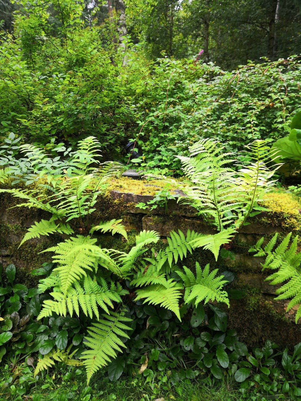 Романтический сад в пейзажном стиле