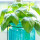 Basil