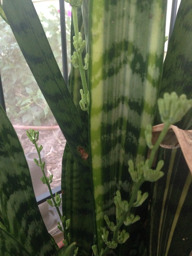 S. trifasciata 'Wagner's Gold'. Blooming | Houzz Forum