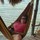tasmyn_bowes