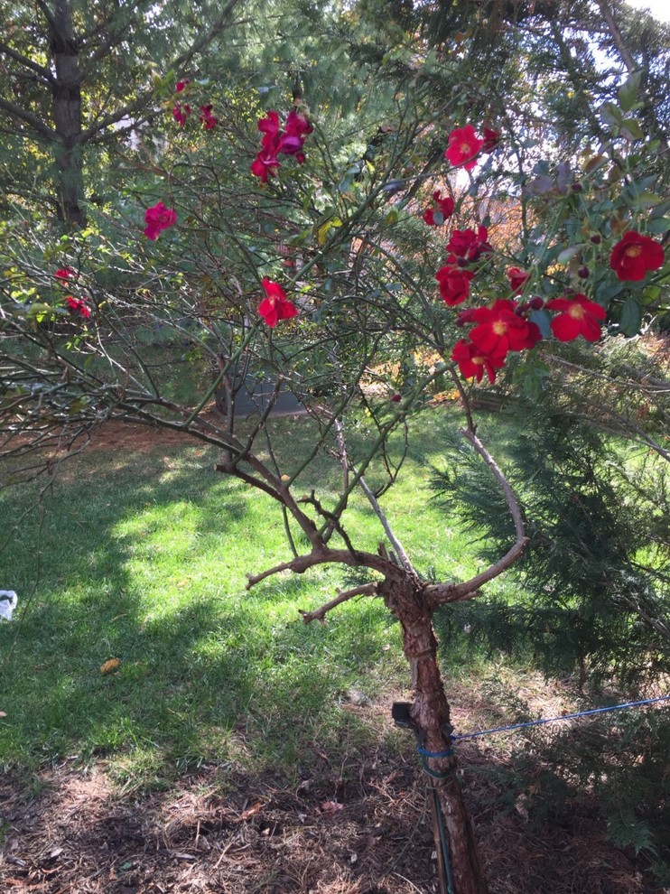Shape Rose Tree Is This A Rose Tree?