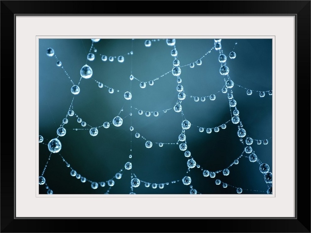Water On Spider Web Black Framed Art Print Contemporary Prints And Posters By Great Big Canvas