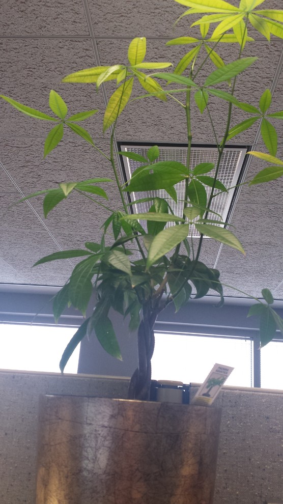 artificial philodendron vine Artificial Philodendron Vine – Red Brick Emporium