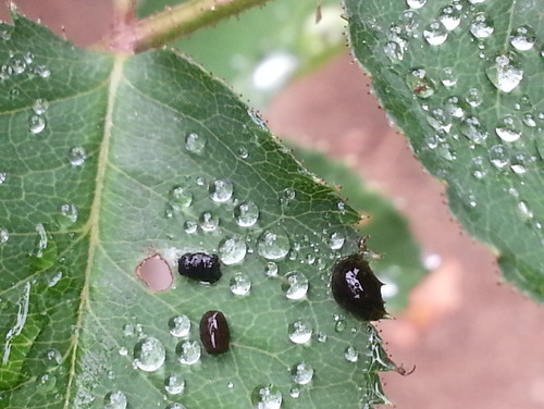 little black bugs on roses