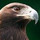elizabeth_witte25