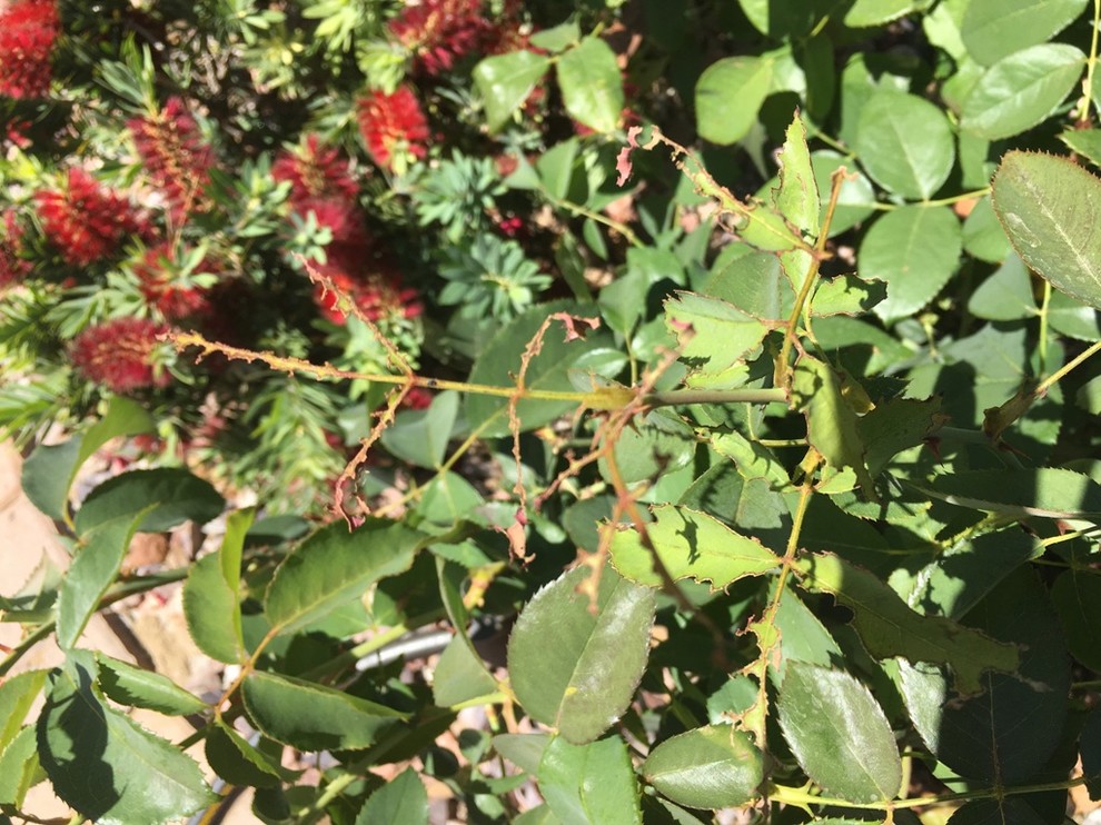 What is eating my rose bush? not cutter bees.