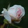 Last commented by LitiBe