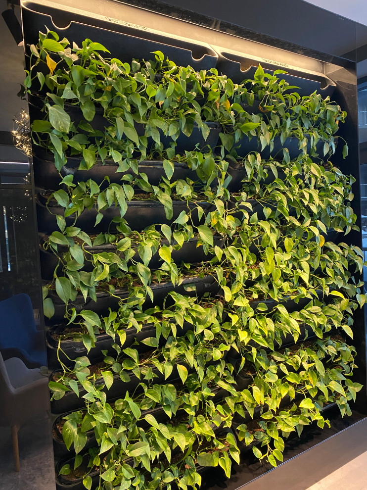 Зеленые стены