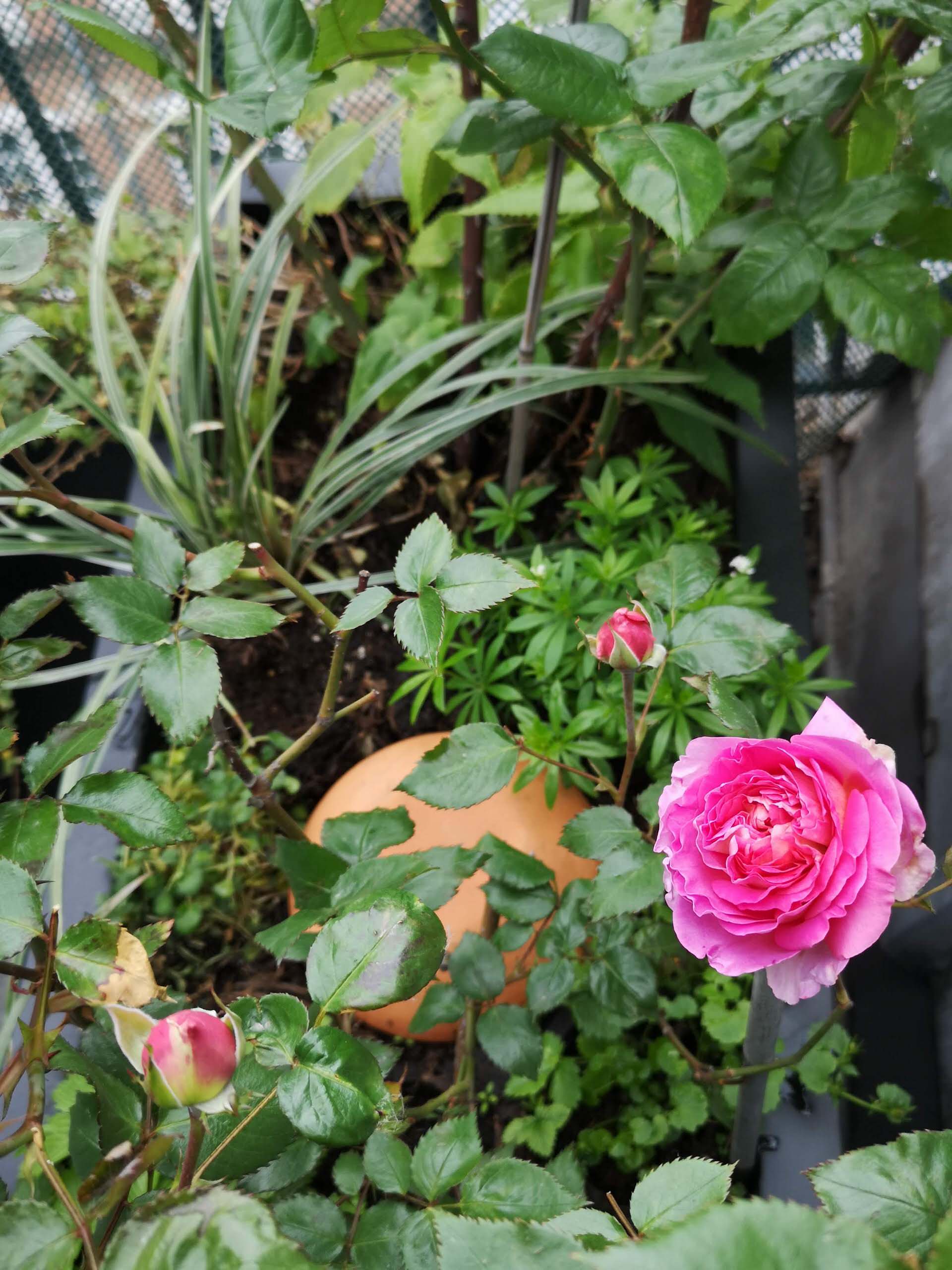 Belles roses