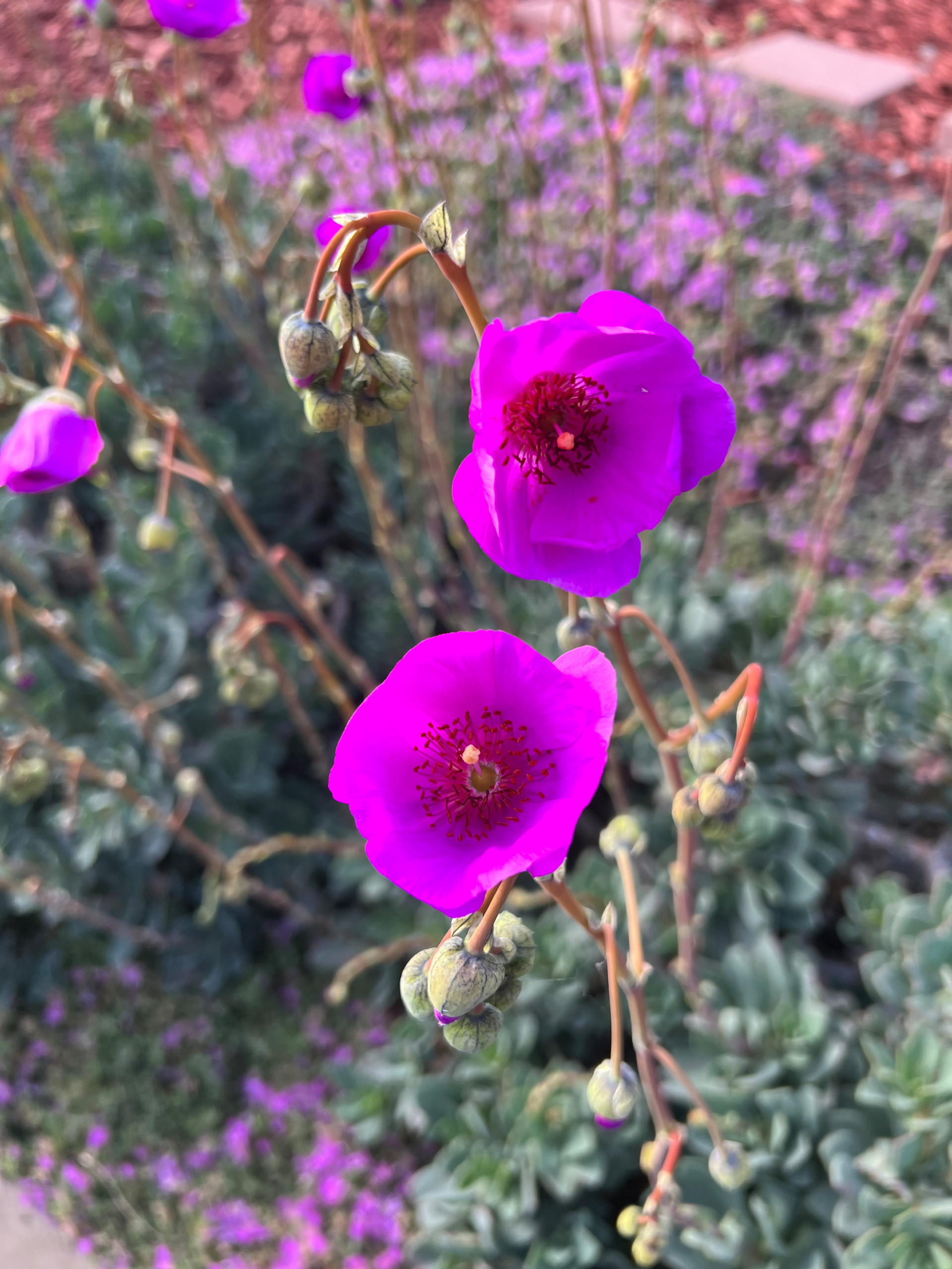Dry Riverbed, Succulents