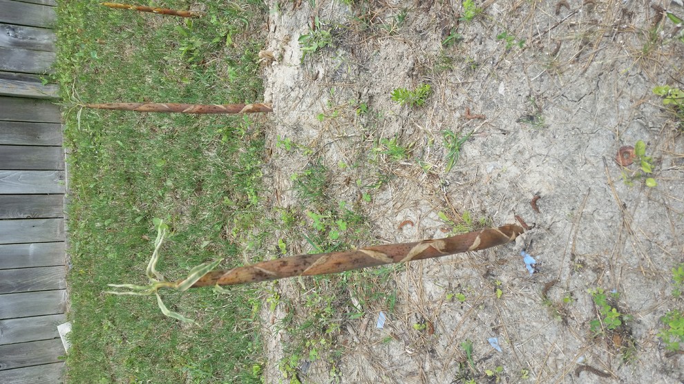 Need help identifying this weed