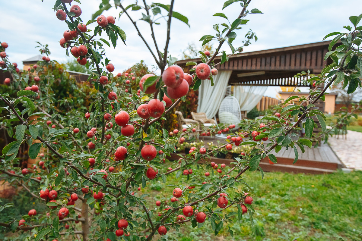 Сад "Каликат"